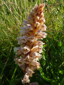 Orobanche hederae